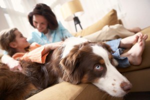 Who Gets the Dog When People Divorce in Tennessee?